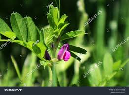 Attēlu rezultāti vaicājumam “Vicia sepium leaf”