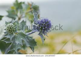 Attēlu rezultāti vaicājumam “Eryngium maritimum”