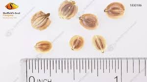 Attēlu rezultāti vaicājumam “Pastinaca sativa subsp. sylvestris fruit”