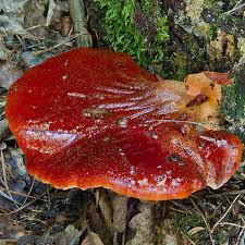 Attēlu rezultāti vaicājumam “Fistulina hepatica”