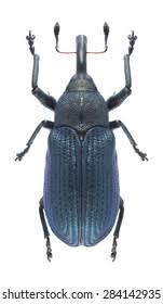 Attēlu rezultāti vaicājumam “Korynetes caeruleus”