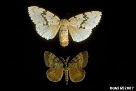 Attēlu rezultāti vaicājumam “Lymantria dispar”