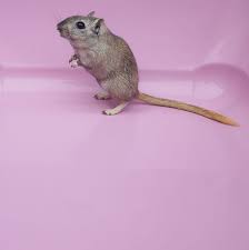 Image result for Gerbil