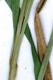 Attēlu rezultāti vaicājumam “Carex pallescens”