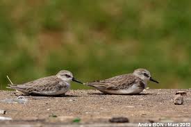 Image result for Calidris pusilla