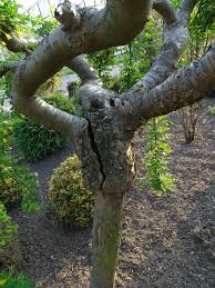 Attēlu rezultāti vaicājumam “Laburnum alpinum leaf”