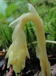 Attēlu rezultāti vaicājumam “Monotropa hypopitys”