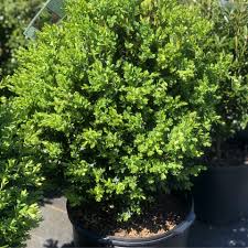 Attēlu rezultāti vaicājumam “Adoxus obscurus”