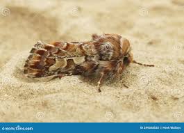 Attēlu rezultāti vaicājumam “Panolis flammea”