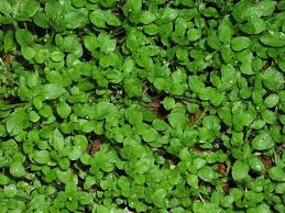 Attēlu rezultāti vaicājumam “Stellaria longifolia leaf”