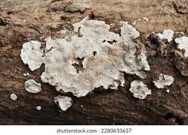 Attēlu rezultāti vaicājumam “Trechispora mollusca”