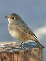 Attēlu rezultāti vaicājumam “Muscicapidae”