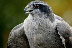 Image result for Goshawks G C