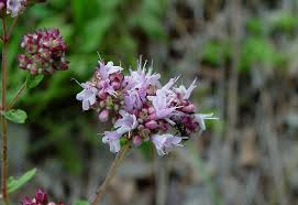 Image result for Origanum vulgare