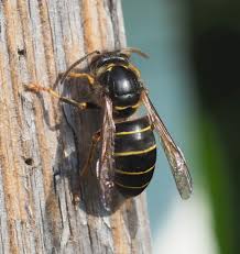 Attēlu rezultāti vaicājumam “Dolichovespula media”