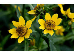 Attēlu rezultāti vaicājumam “Bidens cernua flower”
