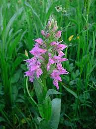 Attēlu rezultāti vaicājumam “Dactylorhiza russowii”