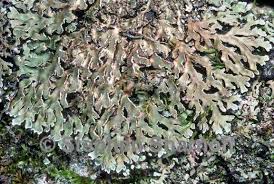 Attēlu rezultāti vaicājumam “Physconia detersa”