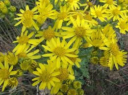 Attēlu rezultāti vaicājumam “Jacobaea vulgaris”