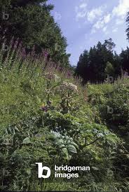 Image result for Angelica silvestris