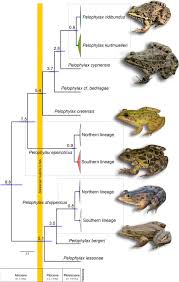 Attēlu rezultāti vaicājumam “Pelophylax”