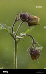 Attēlu rezultāti vaicājumam “Geum rivale bud”