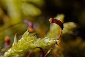 Attēlu rezultāti vaicājumam “Brachythecium rutabulum”