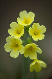 Attēlu rezultāti vaicājumam “Primula elatior flower”