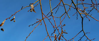 Attēlu rezultāti vaicājumam “Tilia platyphyllos subsp. platyphyllos”