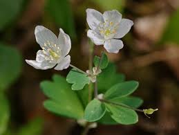 Attēlu rezultāti vaicājumam “Isopyrum thalictroides leaf”
