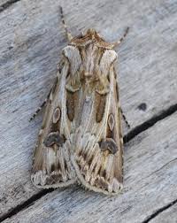 Attēlu rezultāti vaicājumam “Agrotis vestigialis”