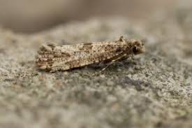 Attēlu rezultāti vaicājumam “Morophaga choragella”