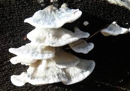 Attēlu rezultāti vaicājumam “Postia floriformis”