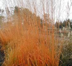Attēlu rezultāti vaicājumam “Molinia caerulea flower”