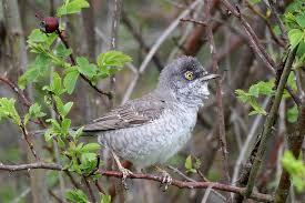 Attēlu rezultāti vaicājumam “Sylvia nisoria”