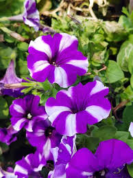 Image result for Petunia hybrida
