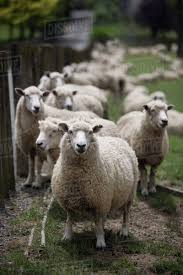 Attēlu rezultāti vaicājumam “Ovis aries”