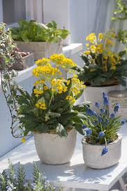 Image result for Himmelschlüssel