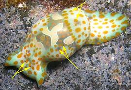 Attēlu rezultāti vaicājumam “Cephaloziella hampeana”