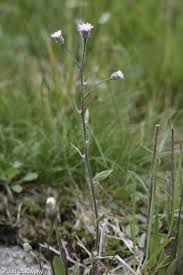 Attēlu rezultāti vaicājumam “Erigeron acris”
