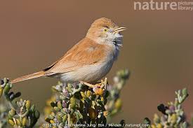 Image result for Sylvia nana