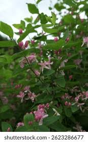 Attēlu rezultāti vaicājumam “Lonicera tatarica bud”