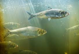Image result for Alosa sapidissima