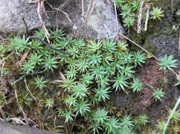 Attēlu rezultāti vaicājumam “Pogonatum urnigerum macro”