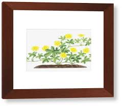 Attēlu rezultāti vaicājumam “Potentilla reptans flower”