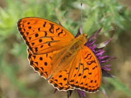 Attēlu rezultāti vaicājumam “Argynnis adippe underside”
