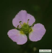 Attēlu rezultāti vaicājumam “Alisma plantago-aquatica flower”