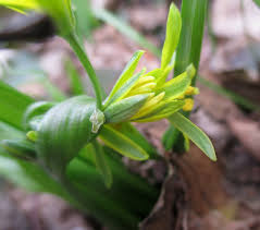 Attēlu rezultāti vaicājumam “Gagea lutea bud”
