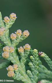 Attēlu rezultāti vaicājumam “Thuja occidentalis flower”