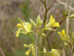Attēlu rezultāti vaicājumam “Sisymbrium altissimum leaf”